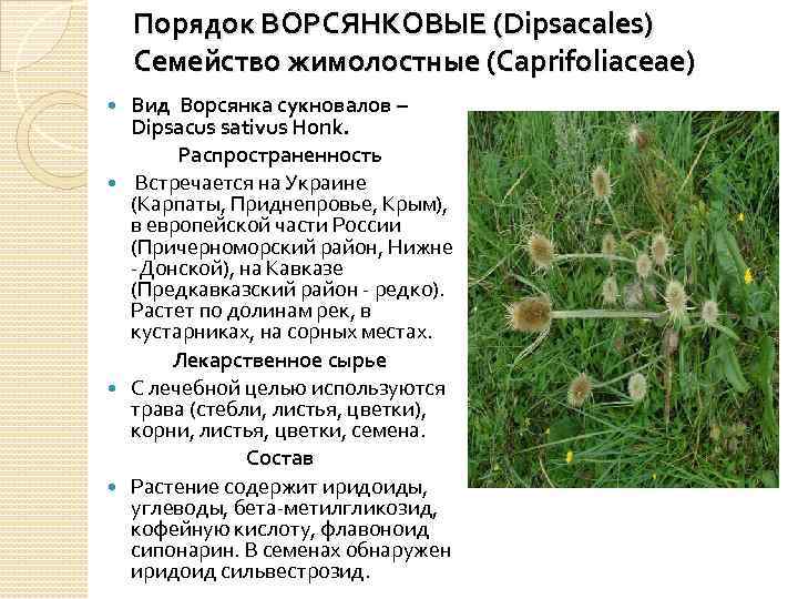 Порядок ВОРСЯНКОВЫЕ (Dipsacales) Семейство жимолостные (Caprifoliaceae) Вид Ворсянка сукновалов – Dipsacus sativus Honk. Распространенность