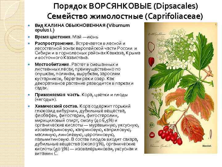 Порядок ВОРСЯНКОВЫЕ (Dipsacales) Семейство жимолостные (Caprifoliaceae) Вид КАЛИНА ОБЫКНОВЕННАЯ (Viburnum opulus I. ) Время