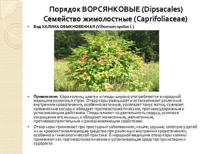 Порядок ВОРСЯНКОВЫЕ (Dipsacales) Семейство жимолостные (Caprifoliaceae) Вид КАЛИНА ОБЫКНОВЕННАЯ (Viburnum opulus I. ) Применение.