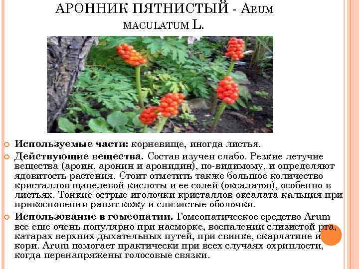 АРОННИК ПЯТНИСТЫЙ - ARUM MACULATUM L. Используемые части: корневище, иногда листья. Действующие вещества. Состав