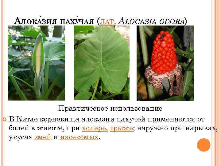 АЛОКА ЗИЯ ПАХУ ЧАЯ (ЛАТ. ALOCASIA ODORA) Практическое использование В Китае корневища алоказии пахучей