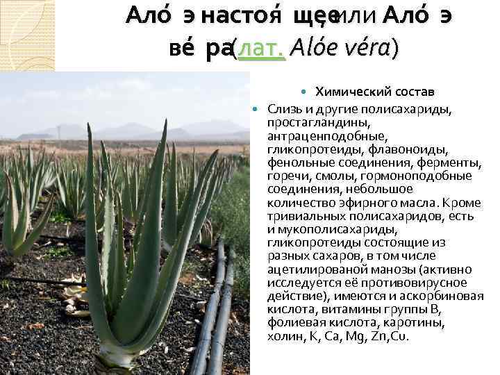 Ало э настоя щее , или Ало э ве ра лат. Alóe véra) (