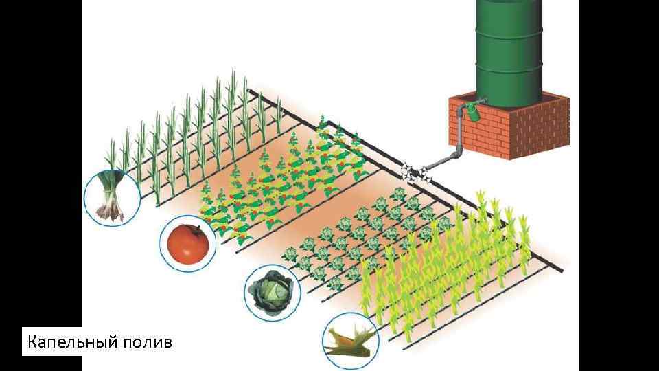 Капельный полив 