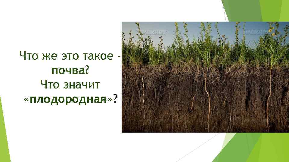 Что же это такое почва? Что значит «плодородная» ? 