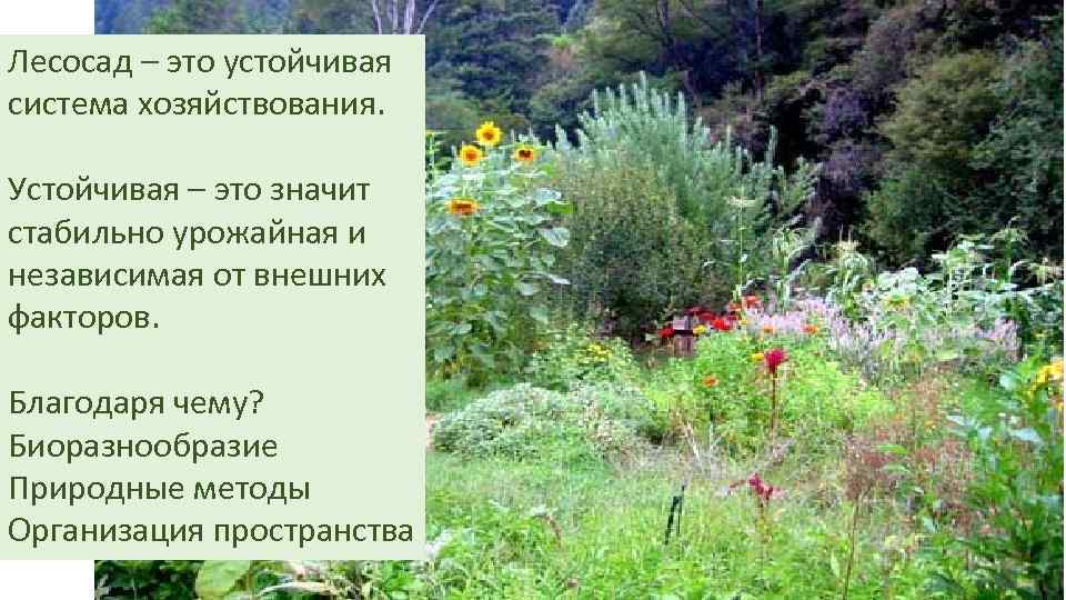 Лесосад – это устойчивая система хозяйствования. Устойчивая – это значит стабильно урожайная и независимая