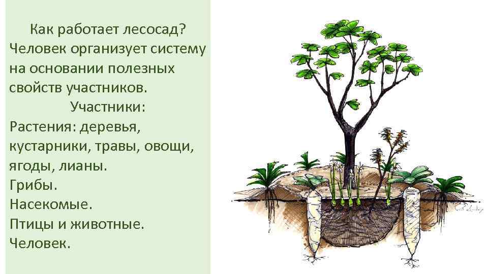 Как работает лесосад? Человек организует систему на основании полезных свойств участников. Участники: Растения: деревья,