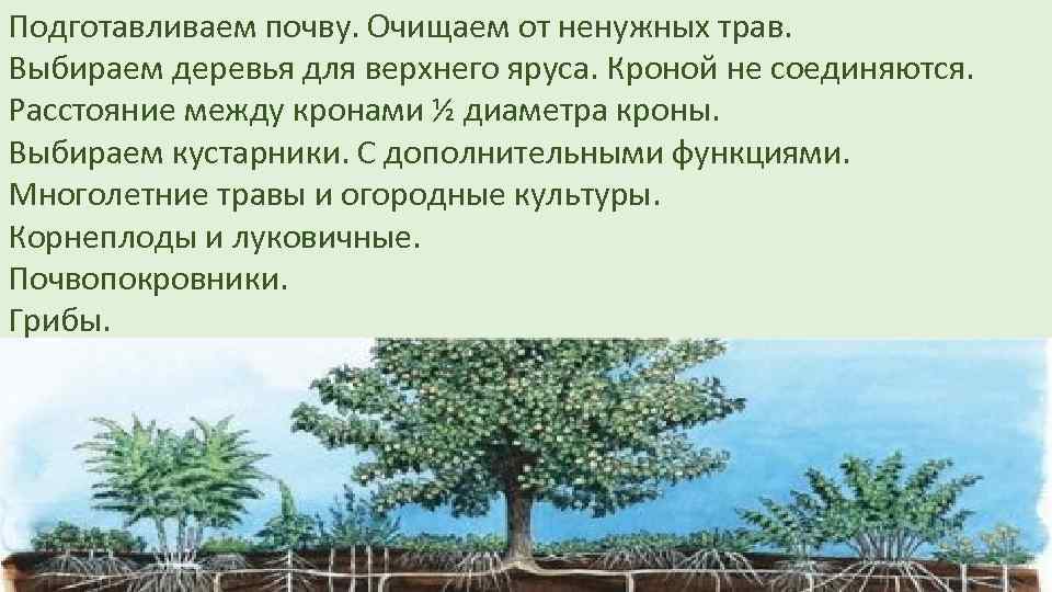 Подготавливаем почву. Очищаем от ненужных трав. Выбираем деревья для верхнего яруса. Кроной не соединяются.