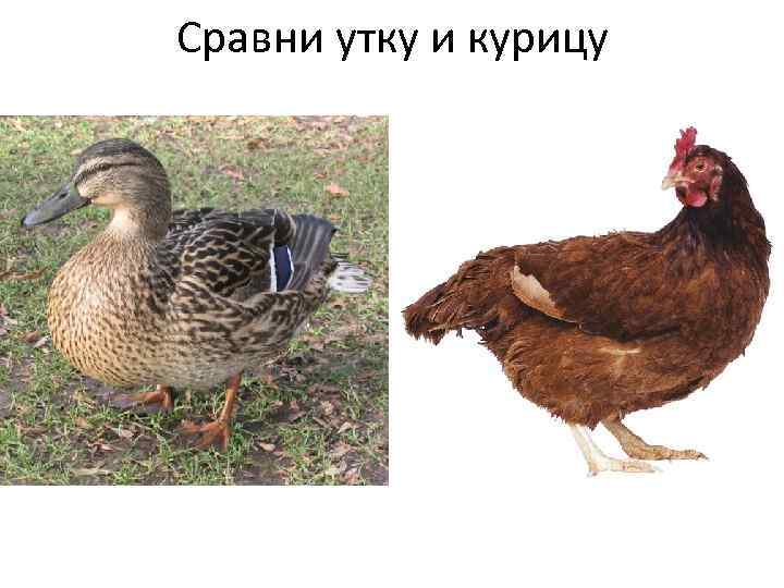 Сравни утку и курицу 