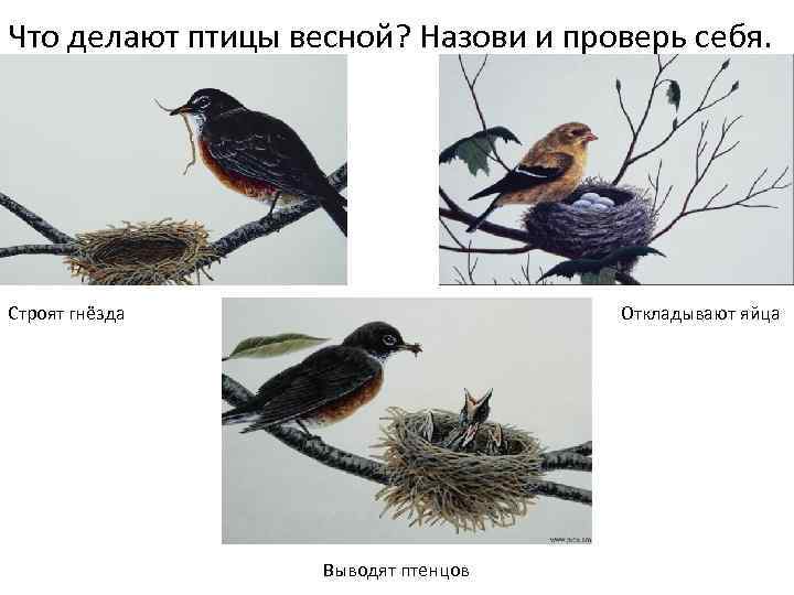 Что делают птицы весной? Назови и проверь себя. Строят гнёзда Откладывают яйца Выводят птенцов