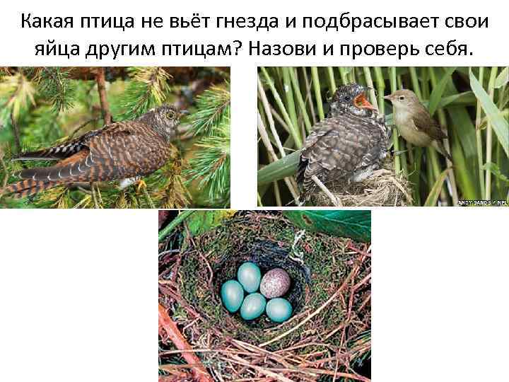 Какая птица не вьёт гнезда и подбрасывает свои яйца другим птицам? Назови и проверь