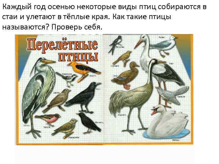 Каждый год осенью некоторые виды птиц собираются в стаи и улетают в тёплые края.