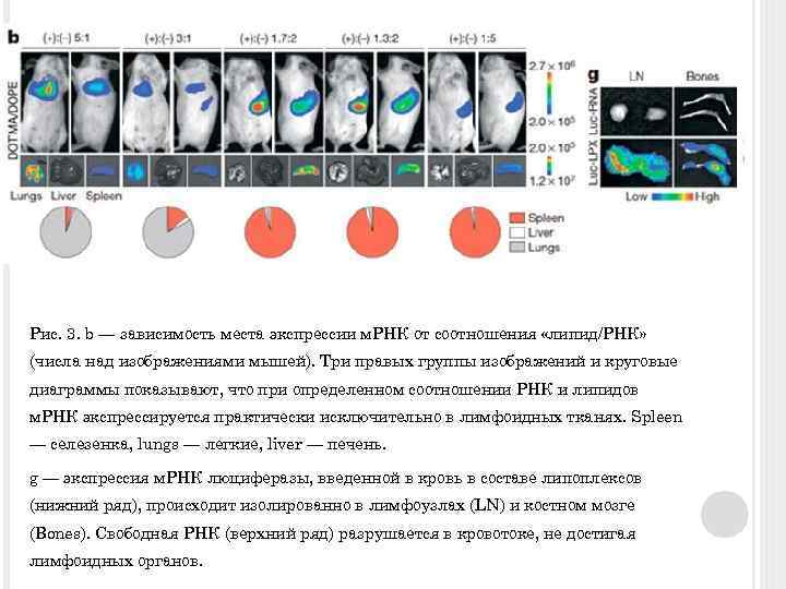 Рис. 3. b — зависимость места экспрессии м. РНК от соотношения «липид/РНК» (числа над