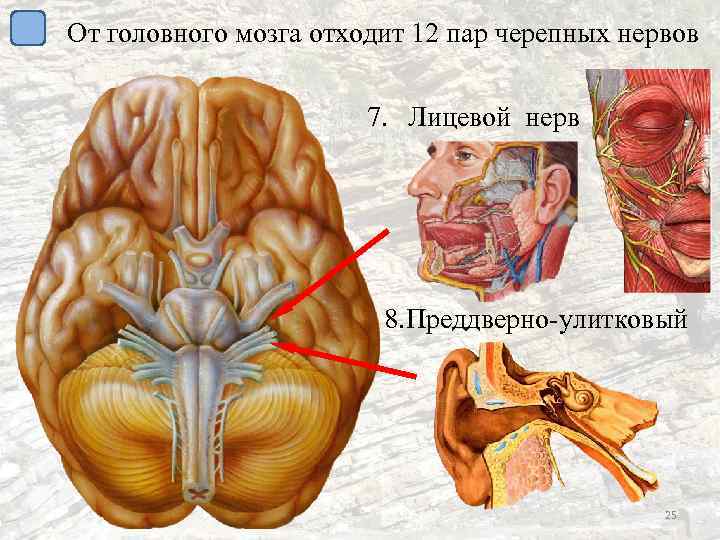 От головного мозга отходит 12 пар черепных нервов 7. Лицевой нерв 8. Преддверно-улитковый 25