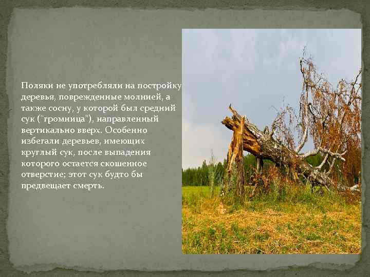 Поляки не употребляли на постройку деревья, поврежденные молнией, а также сосну, у которой был