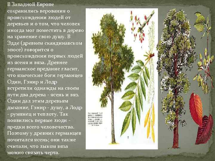 В Западной Европе сохранились верования о происхождении людей от деревьев и о том, что