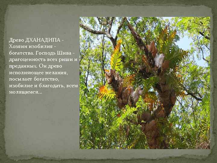Древо ДХАНАДИПА - Хозяин изобилия - богатства. Господь Шива - драгоценность всех риши и