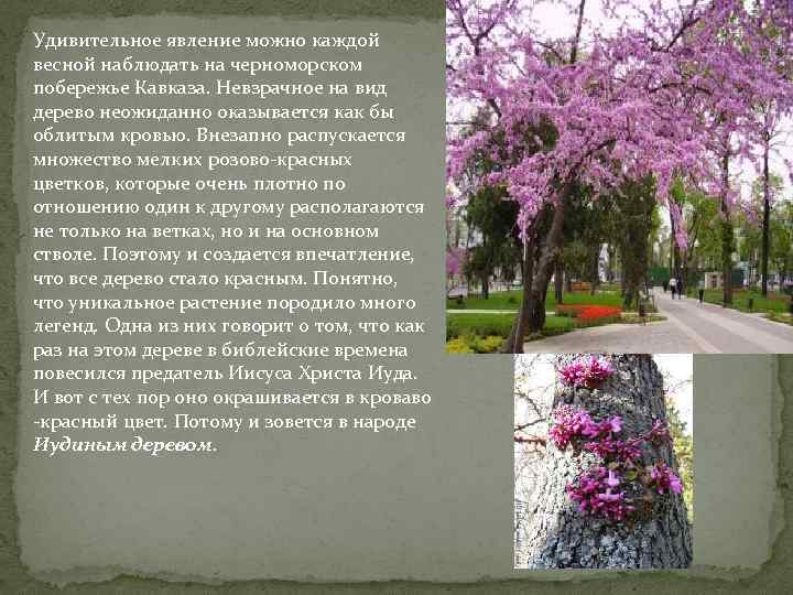 Удивительное явление можно каждой весной наблюдать на черноморском побережье Кавказа. Невзрачное на вид дерево