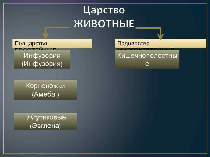 Красный коралл царство подцарство род вид