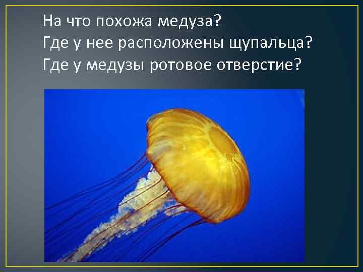 На что похожа медуза? Где у нее расположены щупальца? Где у медузы ротовое отверстие?