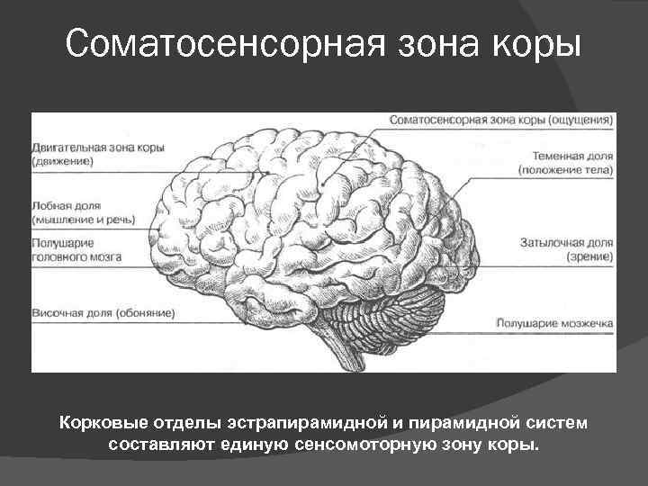 Соматосенсорная зона коры Корковые отделы эстрапирамидной и пирамидной систем составляют единую сенсомоторную зону коры.