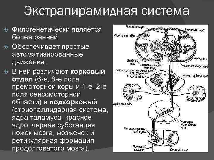 Экстрапирамидная система Филогенетически является более ранней. Обеспечивает простые автоматизированные движения. В ней различают корковый