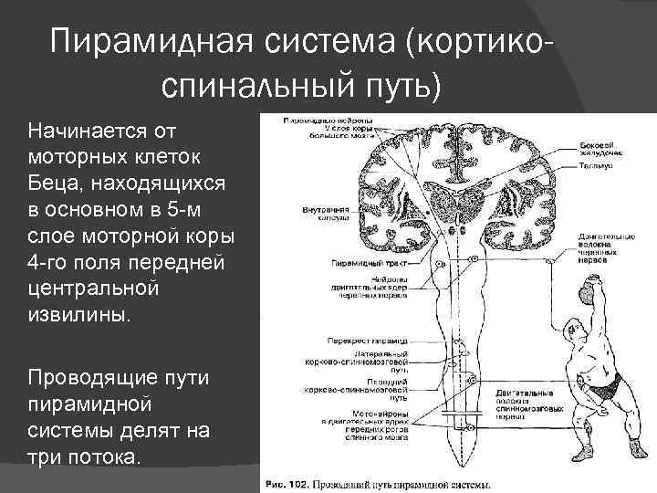 Схема кортико нуклеарного пути