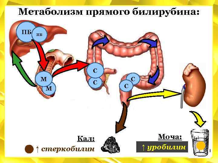 Метаболизм прямого билирубина: ПБ ПБ С М М С Кал: ↑ стеркобилин С С
