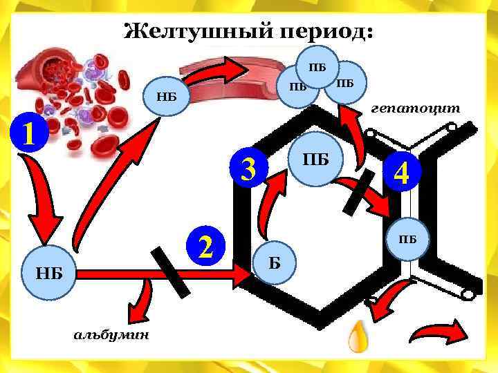 Пигментный обмен схема