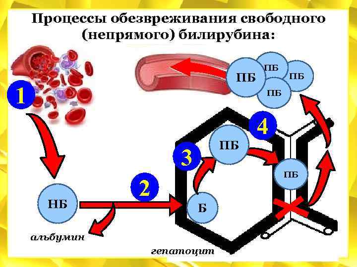 Схема обезвреживания билирубина