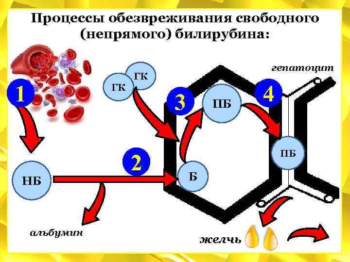 Схема обезвреживания билирубина