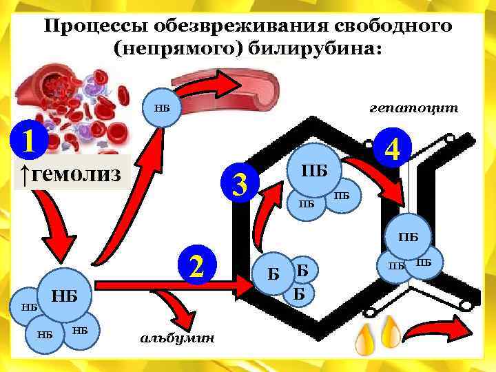 Схему образования непрямого билирубина