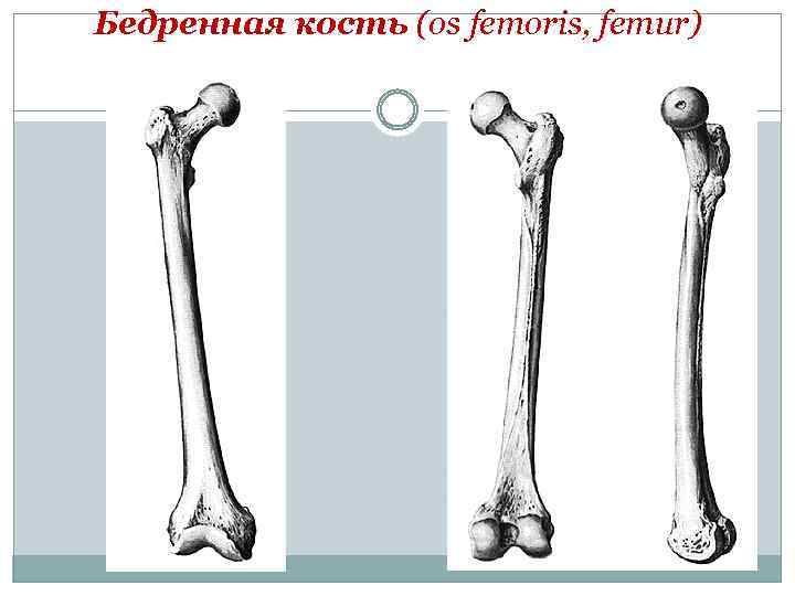 Бедренная кость (os femoris, femur) 