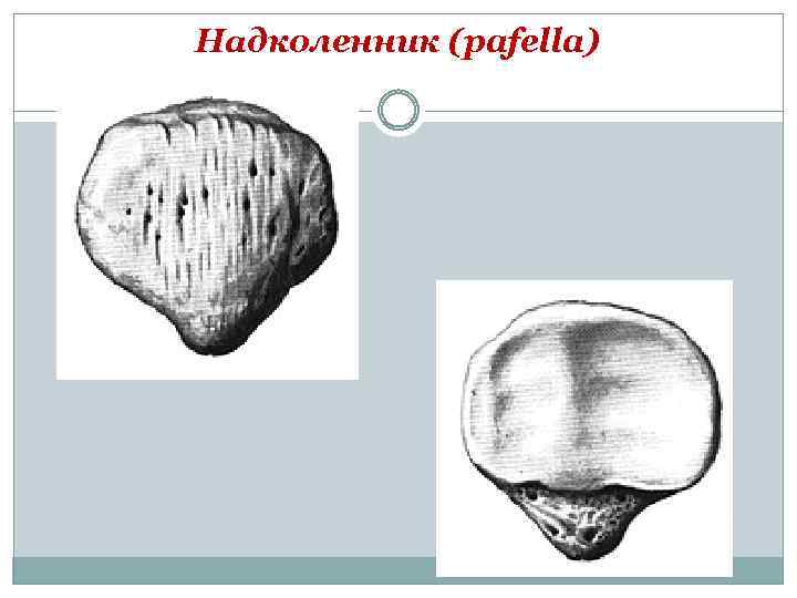 Надколенник (pafella) 