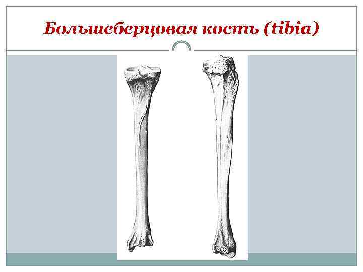 Большеберцовая кость (tibia) 