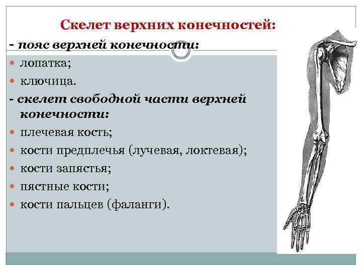 Основные части скелетов поясов и свободных конечностей. Строение скелета верхней конечности (отделы и кости). Пояс верхней конечности кости и функции.