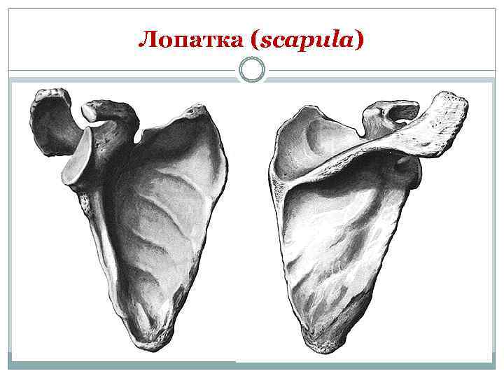 Лопатка кость человека фото