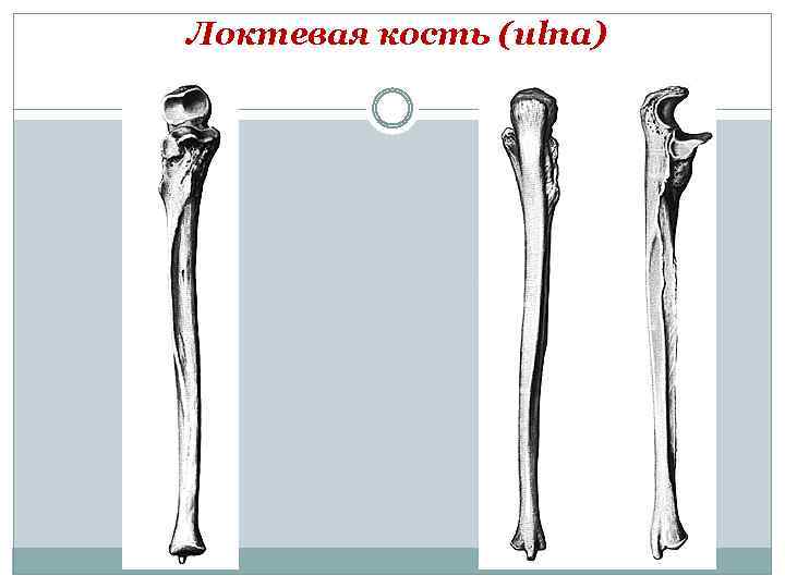 Рисунок лучевой кости