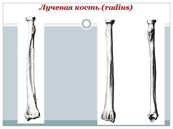 Какой буквой на рисунке обозначена лучевая кость