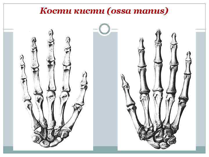 Ряд костей запястья. Гороховидная кость запястья анатомия. Перелом головчатой кости кисти. Полулунная кость кисти. Кости кисти (ossa Manus) anomaliya.