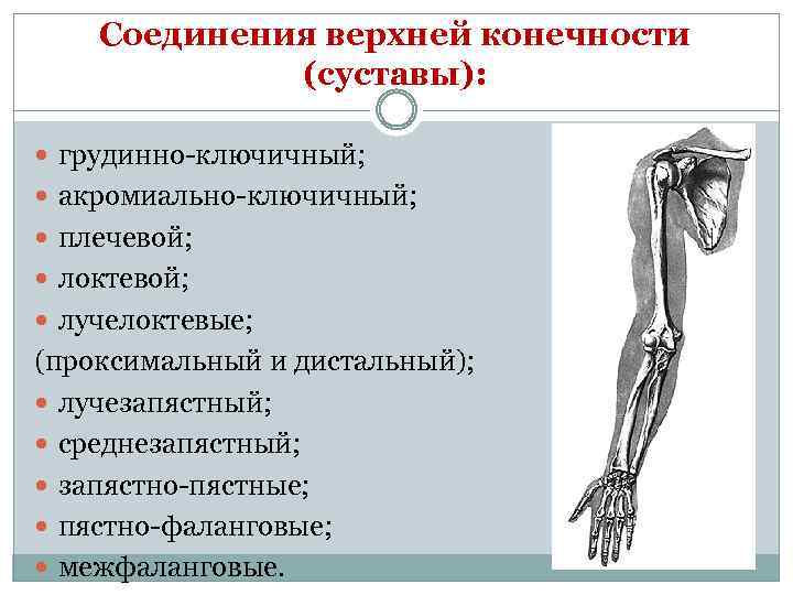 Операции верхних конечностей. Суставы пояса верхней конечности анатомия. Соединения пояса верхней конечности. Скелет пояса верхних конечностей Тип соединения.. Соединение костей верхних конечностей суставы.