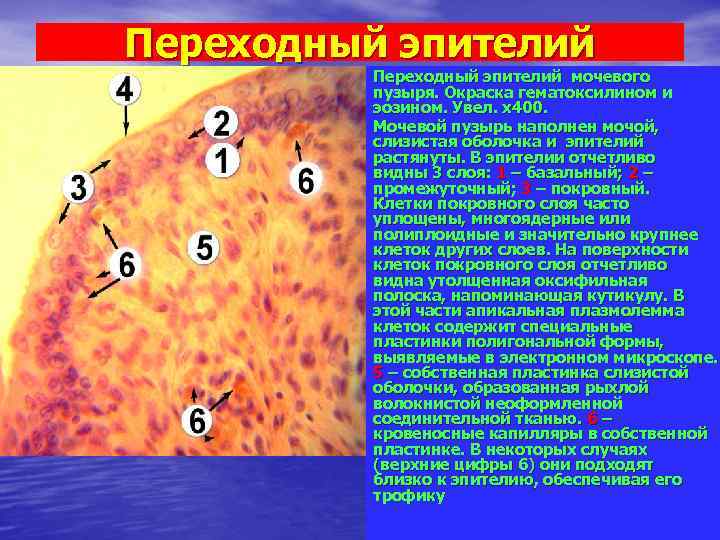 Переходный эпителий мочевого пузыря. Окраска гематоксилином и эозином. Увел. х400. Мочевой пузырь наполнен мочой,