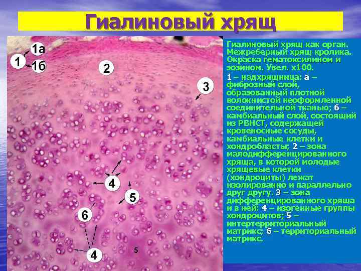 Гиалиновый хрящ как орган. Межреберный хрящ кролика. Окраска гематоксилином и эозином. Увел. х100. 1