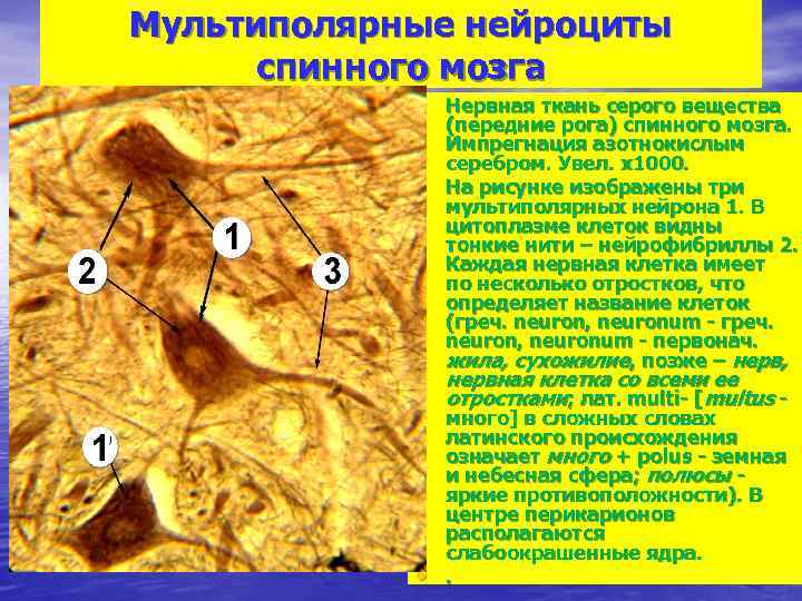 Мультиполярные нейроциты спинного мозга • Нервная ткань серого вещества • (передние рога) спинного мозга.