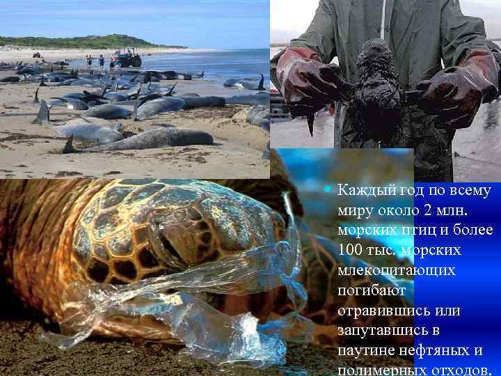  Каждый год по всему миру около 2 млн. морских птиц и более 100