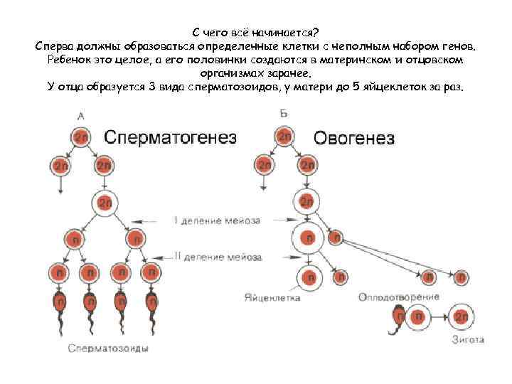 С чего всё начинается? Сперва должны образоваться определенные клетки с неполным набором генов. Ребенок