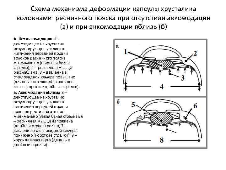 Объясните схему аккомодации хрусталика