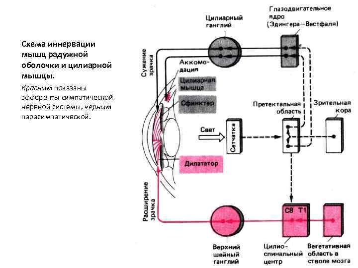 Блок схема зрительной сенсорной системы