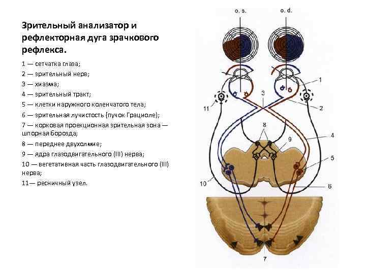 Зрачковый рефлекс схема физиология