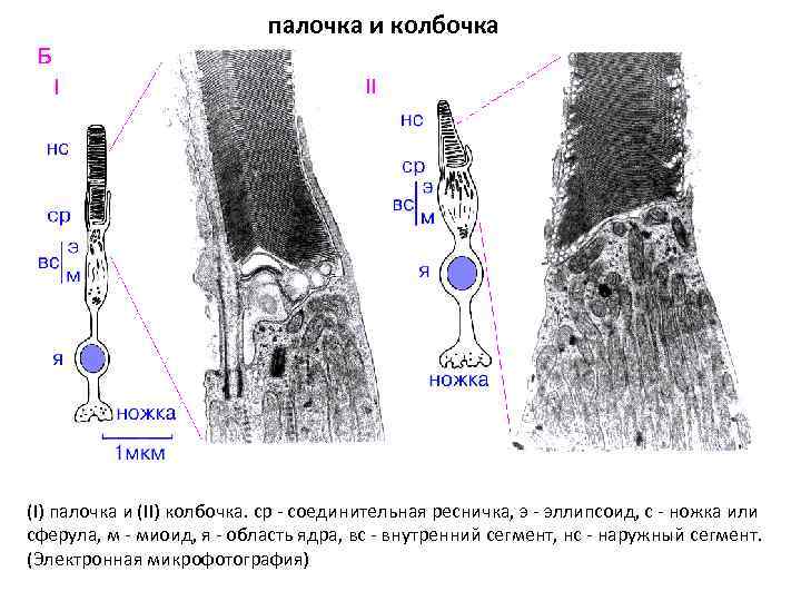 палочка и колбочка (I) палочка и (II) колбочка. ср - соединительная ресничка, э -