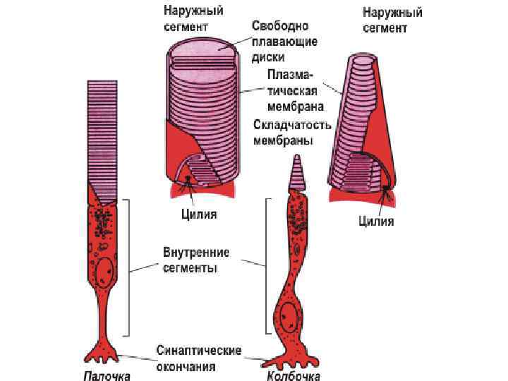 Фоторецепция. Строение глаза колбочки и палочки. Палочки и колбочки гистология. Палочки и колбочки сетчатки глаза строение. Наружный сегмент палочек и колбочек.